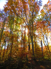 walking through shenandoah park at sunset