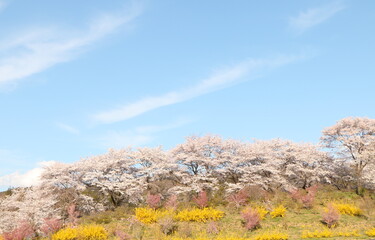 明るい青空に満開のピンクの桜と黄色いレンギョウ