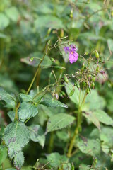 mpatiens textori flowers / Balsaminaceae annual grass