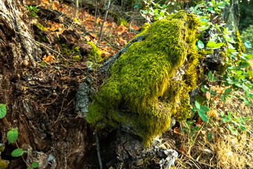 Moss on the trunk of a tree