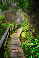In a path, an old wooden path left abandoned in the middle of a forest near Tofino, British Columbia, Vanvouver Island.