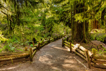 Beautiful View of a pathway Trail in the Rain Forest. Taken in MacMillan Provincial Park, Vancouver Island, British Columbia, Canada.