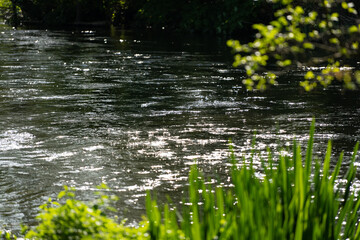 grass and water in a river