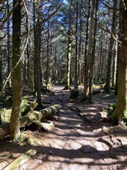 Mount Rogers - Grayson Highlands State Park - Grayson County, VA