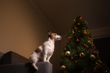 dog at the Christmas tree. Jack russell terrier in new year's decorations at home