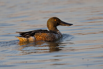 Northern Shoveler in beautiful light, seen in the wild in North California