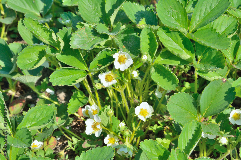 Poster blooming wild strawberry