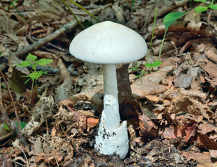 Poisonous mushroom fly-agaric (Amanita virosa)