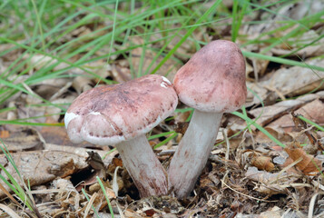 Edible mushrooms (Hygrophorus russula)
