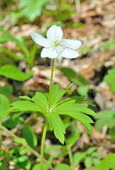 White spring flower (Anemonoides amurensis)