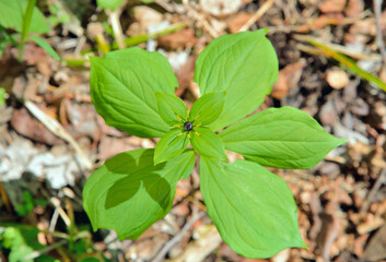 Blooming noxious herb Paris (Paris hexaphylla)