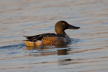 Northern Shoveler in beautiful light, seen in the wild in North California