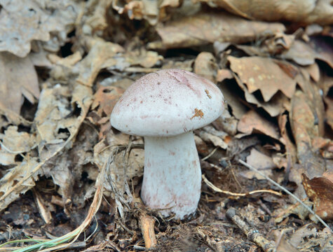 Edible mushroom (Hygrophorus russula)