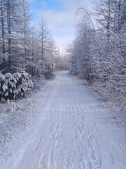 winter road in the forest