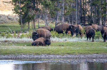 Buffalo herd by a river in Yellowstone National Park USA