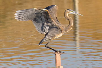Great blue heron in beautiful light, seen in a North California marsh