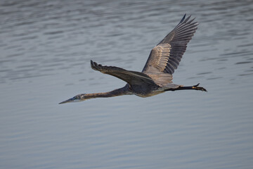 Close view of a Great blue heron flying in the wild in North California 