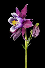 Purple flower of aquilegia, blossom of catchment closeup, isolated on black background