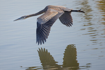Close view of a Great blue heron flying in the wild in North California 
