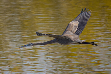 Close view of a Great blue heron flying in the wild in North California 