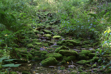 mossy rocks in a stream