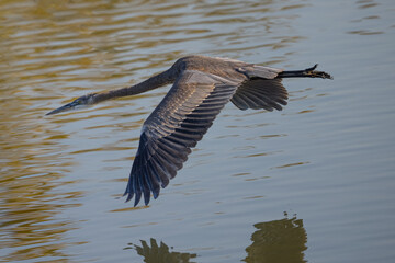 Close view of a Great blue heron flying in the wild in North California 