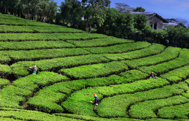 tea field in island