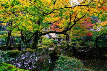 Fototapeta premium 清川の紅葉
