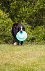 Border collie  holds a plastic  frisbee he just caught, ready to play another game of catch 