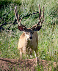 Beautiful deer with a large antler rack,  walks through a open space in a Colorado  USA forest 