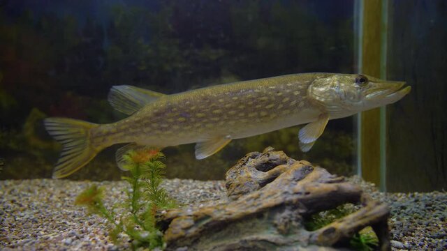 Northern pike in the aquarium