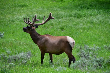 Elk 