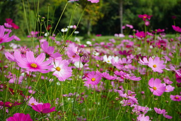 flowers in the field