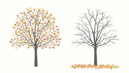 Autumn tree with red and yellow leaves and without leaves in two versions