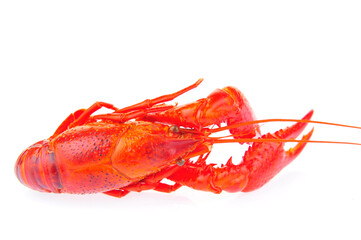 Lobster on a white background