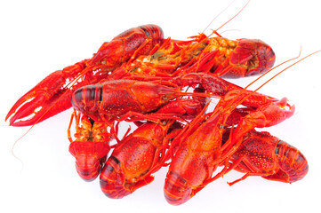 Lobster on a white background