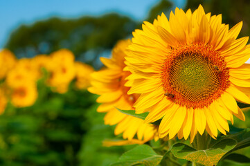 sunflower in the field