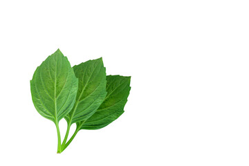 Basil leaves isolated on white background.