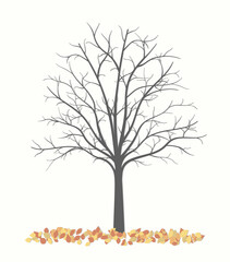 Autumn tree without leaves