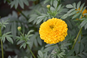 Yellow marigold flower, natural blurred background.