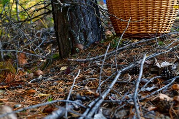 A small forest fungus found on a slope in the forest near the trunk of a pine tree.