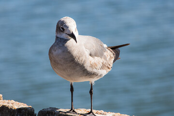 im just a seagull, why you taking my photo?