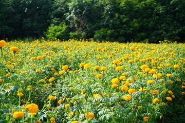 field of flowers