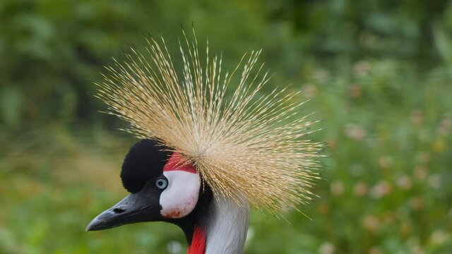 Beautiful crowned crane, Balearica Pavonina