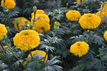 Yellow marigold flower, natural blurred background.