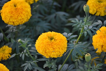 Yellow marigold flower, natural blurred background.