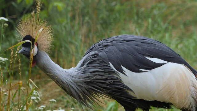Beautiful crowned crane nibbling the grass