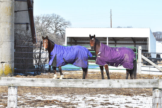 Two Horses in Blankets