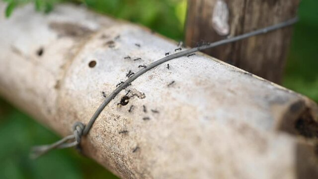 Many black ants walk on logs in natural areas