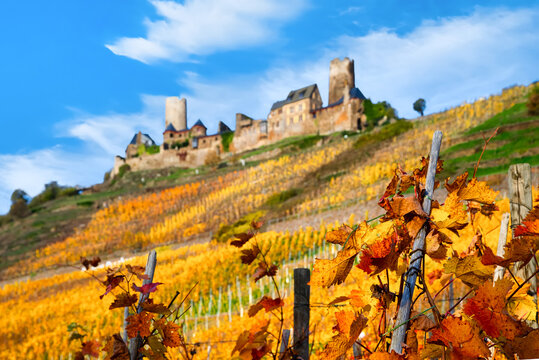 Castle Thurant above Alken, Moselle Valley, Rhineland-Palatinate, Germany. The vineyard and the castle have a blurred background.